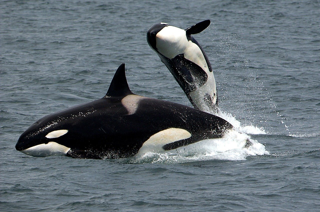 killer-whales-1945411_1280.jpg