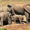 elephant-1092508_1280.jpg